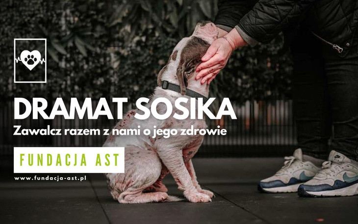 Zbiórka Dramat Sosika - zdjęcie główne