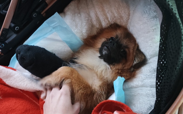 Zbiórka Ratunek złamanej łapki Jimmiego - zdjęcie główne