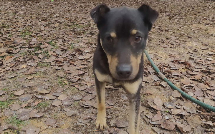 Zbiórka Zbiórka na wykastrowanie psów - zdjęcie główne