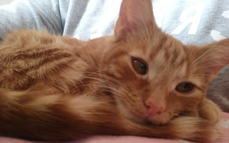 Zbiórka Leo zaczyna walkę o życie - zdjęcie główne