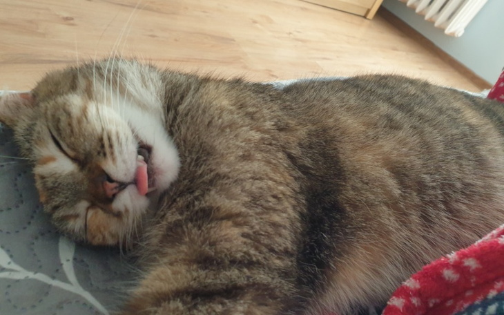 Zbiórka Operacja usunięcia zębów Mikusi - zdjęcie główne