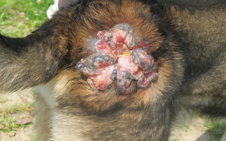 Zbiórka Trójka maluchów w potrzebie - zdjęcie główne