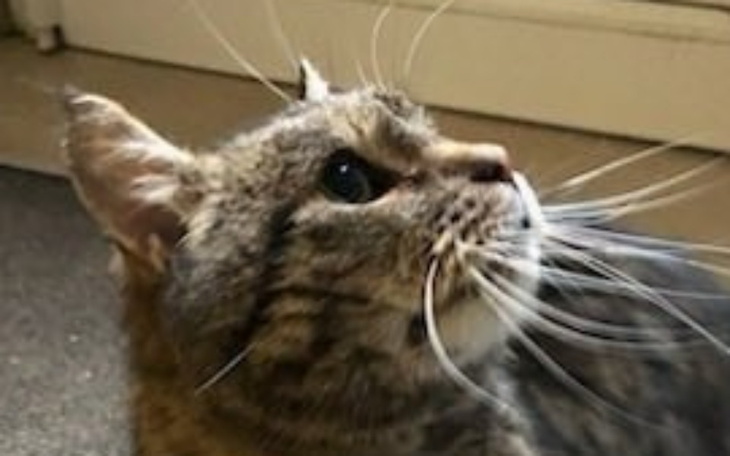 Kot z długimi wąsami, patrzący w górę.