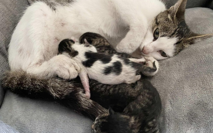 Mama kotka z małymi kociętami, przytulne chwile.