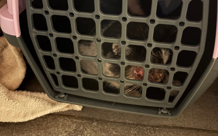 Kot w transporterze, z widoczną raną na pyszczku.