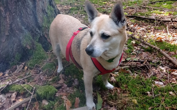 Pies w czerwonej uprzęży, stojący w lesie wśród liści.