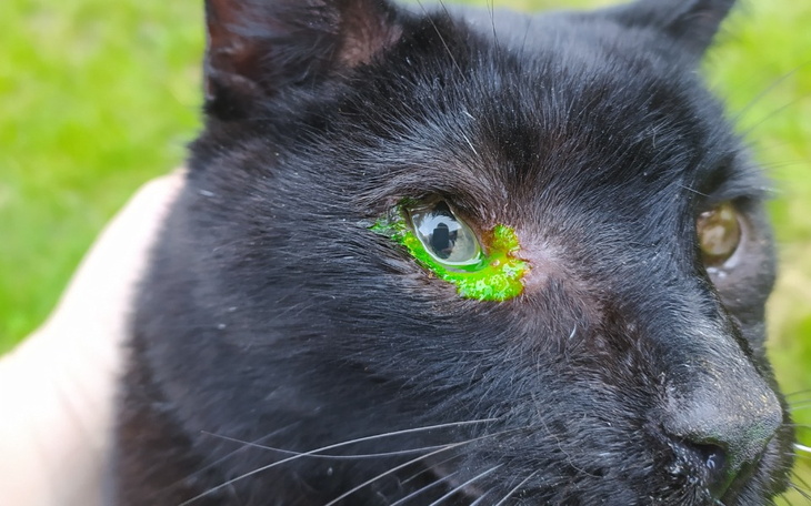 Zbiórka Oluś tomografia na ratunek oka - zdjęcie główne