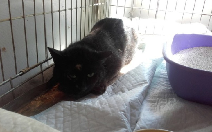 Zbiórka Transport do domu dla kocurka - zdjęcie główne