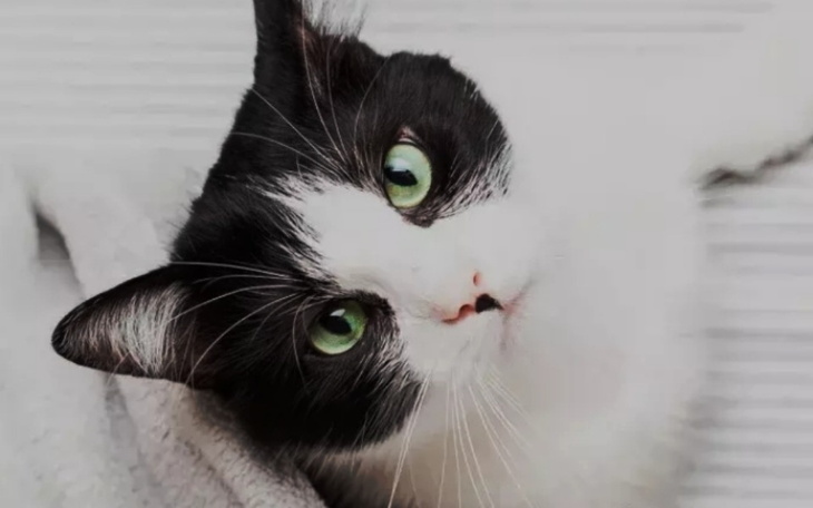 Zbiórka Na myszke lol - zdjęcie główne