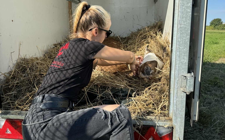 Kobieta opiekująca się zwierzęciem w przyczepie.
