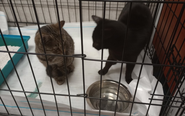 Zbiórka Sterylizację kotek wolnożyjących - zdjęcie główne