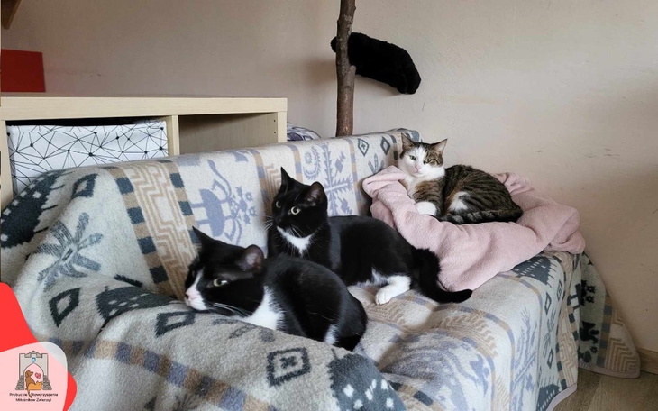 Trzy koty na kanapie, w różnych pozach, otulone kocem.