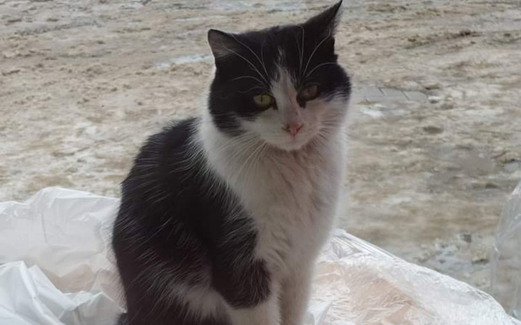 Zbiórka Pomóżmy Pyszczkowi - zdjęcie główne