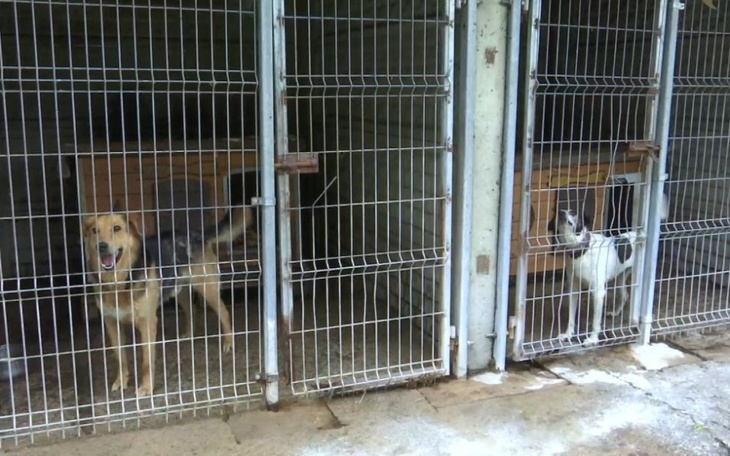 Dwa psy w schronisku, czekające na adopcję.