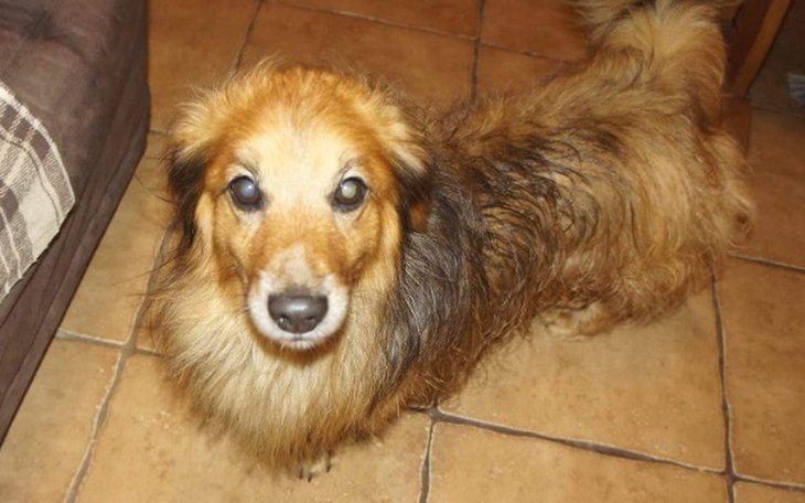 Pies z brązowym futrem, patrzący w obiektyw, na kafelkowej podłodze.