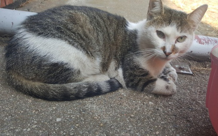 Zbiórka Stawiamy kocie domki - zdjęcie główne