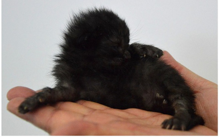 Zbiórka Mleczko dla maluchów - zdjęcie główne