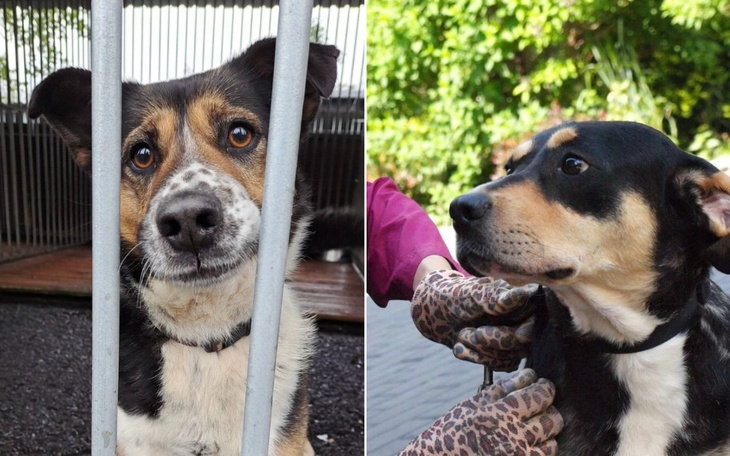 Zbiórka Na transport dla Toro i Nany - zdjęcie główne