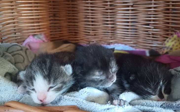 Zbiórka Ratujmy Kocie Maluszki - zdjęcie główne