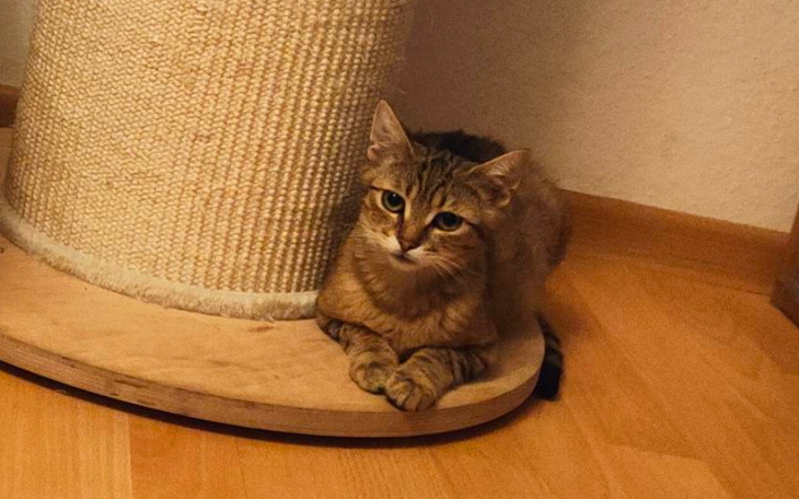 Zbiórka Ratujemy Yodę Błagam, pomóż - zdjęcie główne