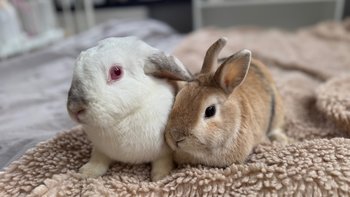 Zbiórka Pomoc dla Marlenki i Gienia - miniaturka zdjęcia