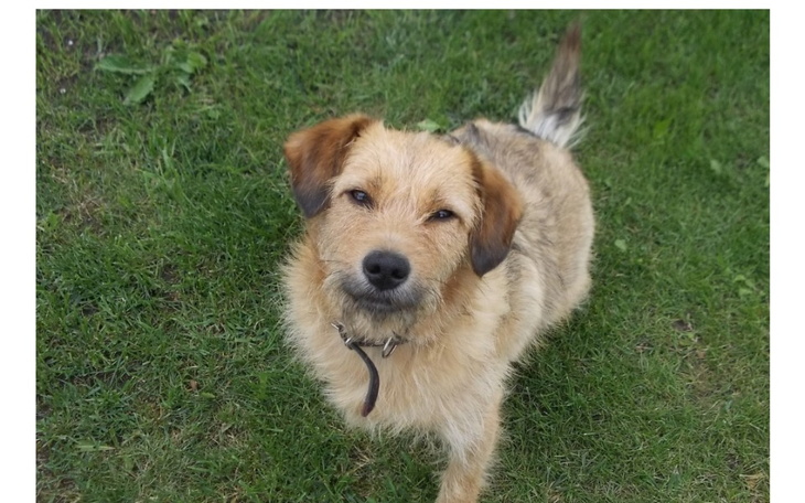 Zbiórka Operacja yorkaaa - zdjęcie główne