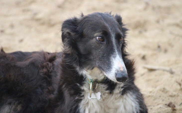 Zbiórka Leczenie Polly - zdjęcie główne