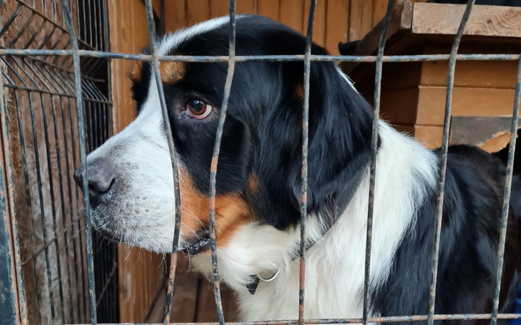 Pies patrzący przez kraty w klatce.