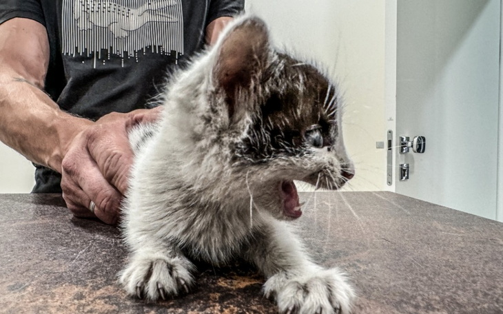 Zbiórka Landrynka cierpiała przy drodze - zdjęcie główne