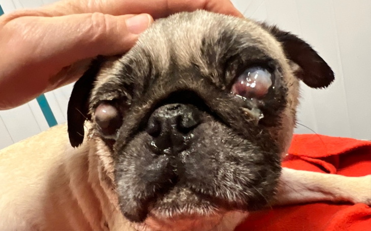 Zbiórka Cierpienie małej Bubu - zdjęcie główne