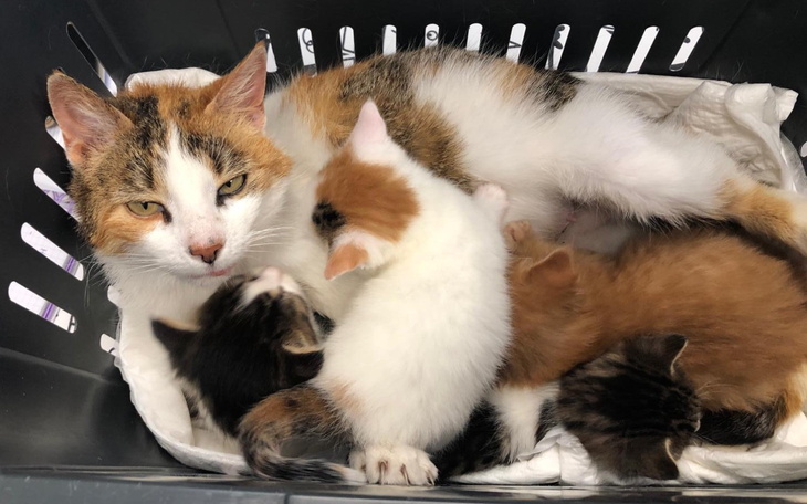 Kotka z kociętami w koszyku, otoczona ciepłem i miłością.