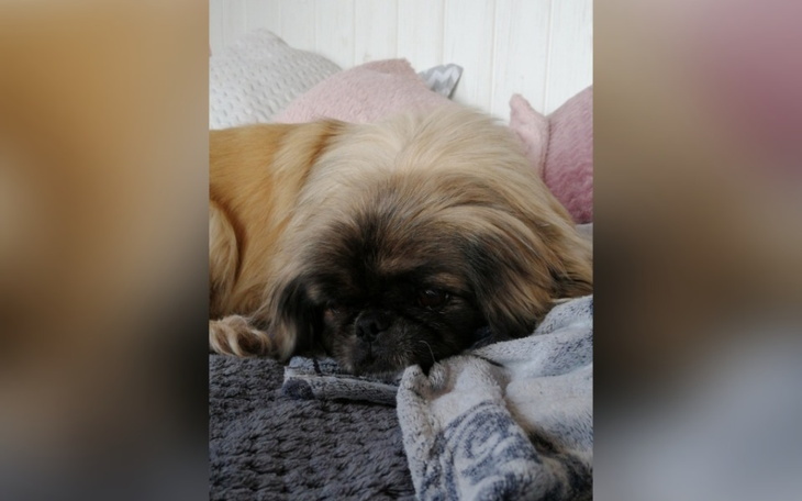 Zbiórka Bez operacji - Fifi nie przeżyje - zdjęcie główne