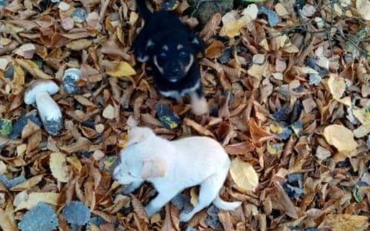 Zbiórka Ratunek przed Radysami. - zdjęcie główne