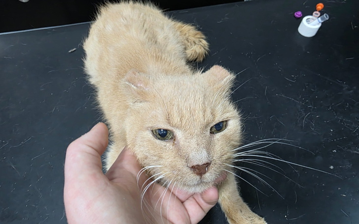 Rudy kot na stole, z wyraźnymi wąsami.