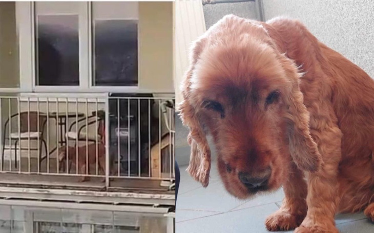 Zbiórka Z BALKONU na salony - zdjęcie główne