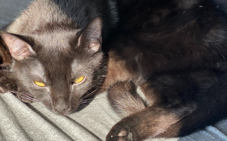 Zbiórka Walczymy o MARLEYA kolejny raz - zdjęcie główne