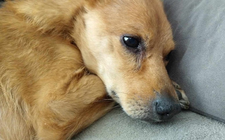 Zbiórka Leczenie Fosforka - zdjęcie główne