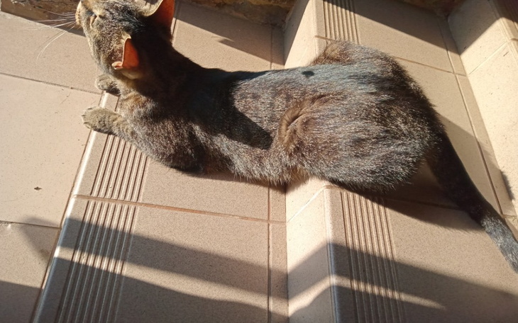 Zbiórka Podrzucone zwierzaki - zdjęcie główne