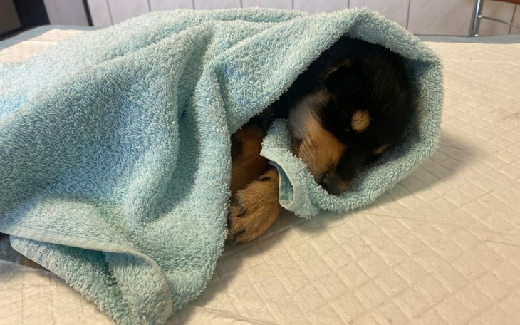 Zbiórka Walka o życie psich dziewczynek - zdjęcie główne