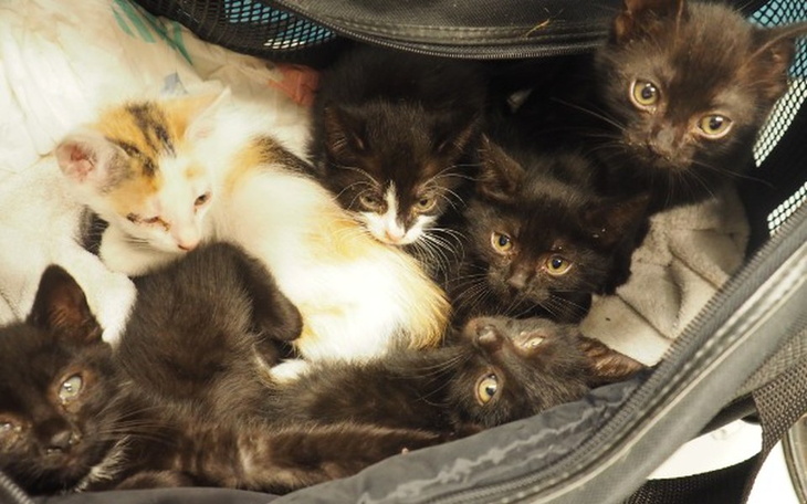 Zbiórka Kociaki porzuone na cmentarzu :( - zdjęcie główne