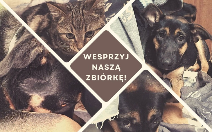 Zbiórka dla zwierząt z ujęciami psów i kotów.
