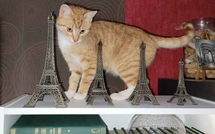 Zbiórka Maciuś walczy - zdjęcie główne