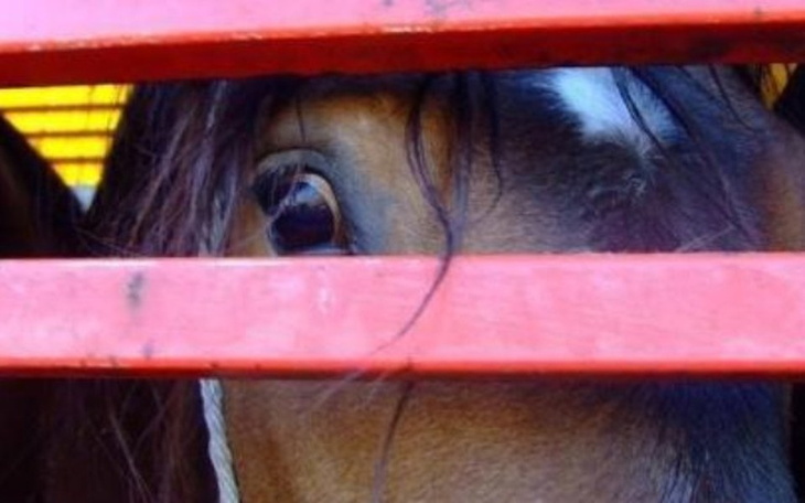 Zbiórka Skazany na śmierć za niewinność - zdjęcie główne