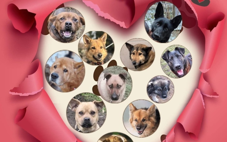 Serce z wizerunkami różnych psów na tle różowych płatków.