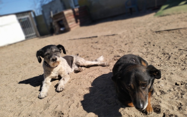 Dwa psy leżące na piasku w słoneczny dzień.