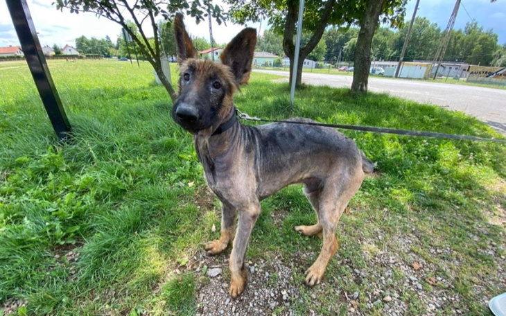 Zbiórka Schorowany owczarek - zdjęcie główne