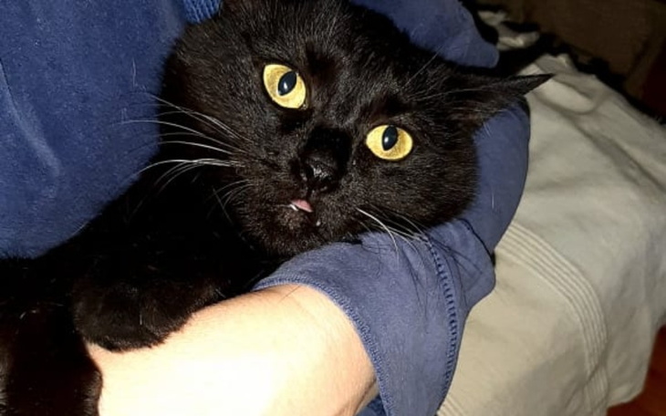 Zbiórka Urodzinowa na kocie potrzeby - zdjęcie główne