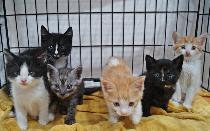 Zbiórka Dramat 6 kociąt - zdjęcie główne