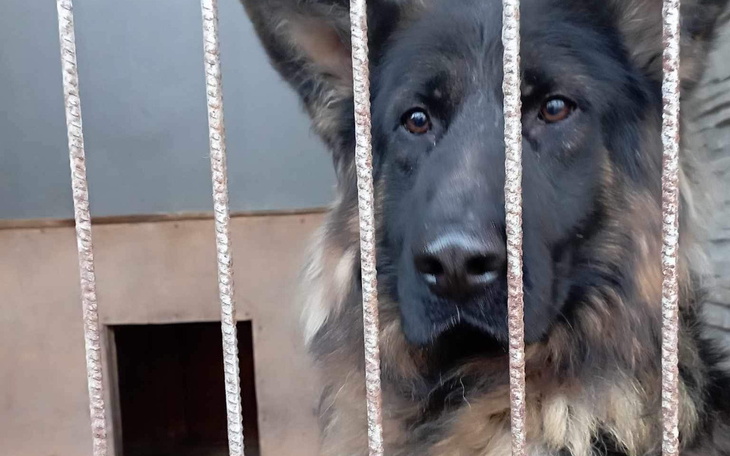 Zbiórka Schronisko transport dla 5 psów - zdjęcie główne