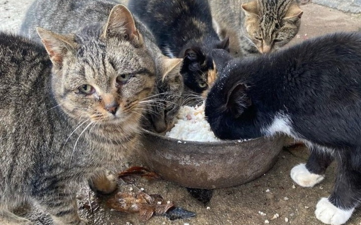 Zbiórka KARMAA dla bezdomnych kotów - zdjęcie główne